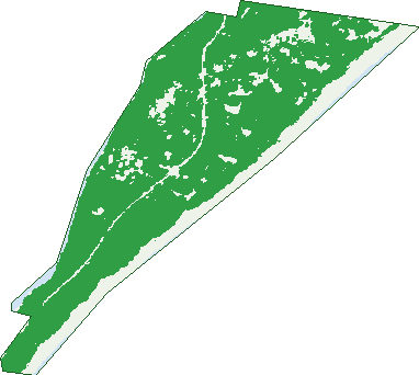 Where the trees are in Budgewoi Peninsula