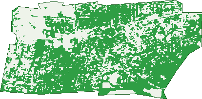 Where the trees are in Vermont