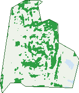 Where the trees are in Stuart Park