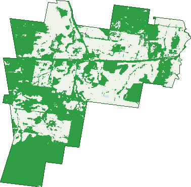 Where the trees are in Minore