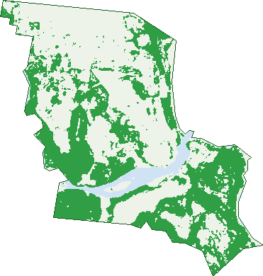 Where the trees are in Evans Head