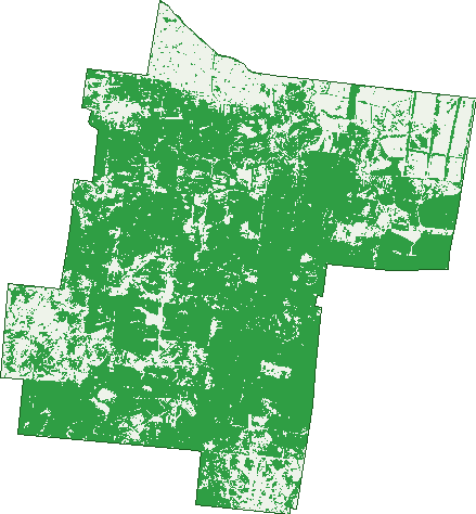Where the trees are in Riversleigh